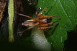 Vorschaubild Araneae, Clubionidae,_2011_06_05--11-25-10.jpg 