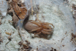 Vorschaubild Araneae, Clubionidae,_2012_08_12--09-13-08.jpg 