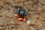 Vorschaubild Araneae, Eresidae, Eresus spec._2016_06_02--11-34-21.jpg 