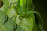 Vorschaubild Araneae, Eusparassidae, Micrommata virescens_2005_05_28--09-25-36.jpg 