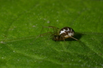 Vorschaubild Araneae, Linyphiidae, Frontinellina frutetorum_2006_06_03--08-22-10.jpg 