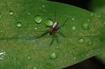 Vorschaubild Araneae, Linyphiidae, Linyphia peltata_2012_05_17--10-01-16.jpg 