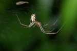 Vorschaubild Araneae, Linyphiidae, Linyphia triangularis, Gemeine Baldachinspinne_2008_08_10--15-03-35.jpg 