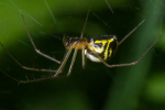 Vorschaubild Araneae, Linyphiidae, Neriene radiata_2008_06_24--07-32-26.jpg 