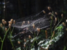 Vorschaubild Araneae, Linyphiidae, im Netz_2007_08_04--14-49-52.jpg 