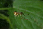 Vorschaubild Araneae, Linyphiidae,_2006_09_22--12-19-29.jpg 