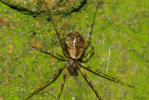 Vorschaubild Araneae, Linyphiidae,_2009_10_23--13-06-44.jpg 