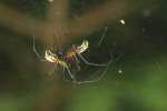 Vorschaubild Araneae, Linypiidae, Linyphia marginata, Paarung_2005_05_28--15-51-10.jpg 