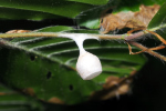 Vorschaubild Araneae, Liocranidae, Agroeca, Feenlaempchen_2018_05_13--13-55-07.jpg 