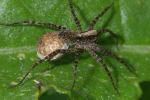 Vorschaubild Araneae, Lycosidae, Pardosa lugubris, Weibchen mit Eipaket_2006_06_23--10-09-38.jpg 