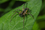 Vorschaubild Araneae, Lycosidae, Pardosa, Maennchen_2008_06_17--18-05-14.jpg 