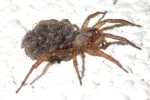 Vorschaubild Araneae, Lycosidae, Weibchen mit Jungen_2015_06_07--23-42-09.jpg 