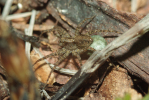 Vorschaubild Araneae, Lycosidae, mit Eipaket_2009_05_11--11-05-16.jpg 