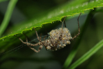 Vorschaubild Araneae, Lycosidae, mit Jungen_2009_07_05--13-05-32.jpg 
