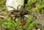 Vorschaubild Araneae, Lycosidae,_2010_05_25--09-59-53.jpg 