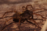 Vorschaubild Araneae, Lycosidae,_2011_03_23--16-37-19.jpg 