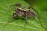 Vorschaubild Araneae, Lycosidae,_2014_07_07--09-31-03.jpg 
