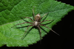 Vorschaubild Araneae, Philodromidae, Philodromus_2014_06_09--07-20-23.jpg 