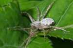 Vorschaubild Araneae, Philodromidae,_2008_06_09--15-05-05.jpg 