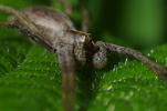 Vorschaubild Araneae, Pisauridae, Pisaura mirabilis, Listspinne, Portraet_2014_05_16--13-54-41.jpg 