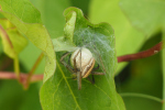 Vorschaubild Araneae, Pisauridae, Pisaura mirabilis, Listspinne, mit Eipaket_2018_06_02--18-13-17.jpg 