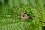 Vorschaubild Araneae, Pisauridae, Pisaura mirabilis, Listspinne,_2017_09_17--13-52-17.jpg 