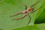 Vorschaubild Araneae, Pisauridae, Pisaura mirabilis, Listspinne,_2017_09_17--13-52-54.jpg 