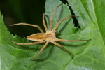 Vorschaubild Araneae, Pisauridae, Pisaura mirabilis_2005_05_28--09-04-51.jpg 