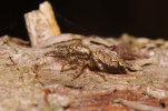 Vorschaubild Araneae, Salticidae, Marpissa muscosa_2011_04_30--11-28-26.jpg 