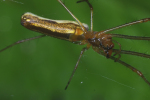 Vorschaubild Araneae, Tetragnathidae, Tetragnatha extensa_2007_05_17--08-24-06.jpg 