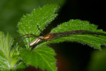 Vorschaubild Araneae, Tetragnathidae, Tetragnatha pinicola_2005_05_29--15-38-36.jpg 