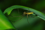 Vorschaubild Araneae, Tetragnathidae,_2009_04_13--12-35-16.jpg 