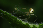 Vorschaubild Araneae, Theridiidae, Enoplognatha ovata_2011_06_03--09-18-38.jpg 