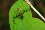 Vorschaubild Araneae, Thomisidae, Diaea dorsata,   Beute Spinne_2010_04_25--14-42-40.jpg 