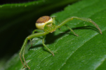 Vorschaubild Araneae, Thomisidae, Diaea dorsata,_2012_06_09--14-30-48.jpg 