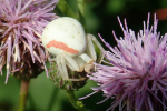 Vorschaubild Araneae, Thomisidae, Misumena vatia, Veraenderliche Krabbenspinne_2022_07_05--14-56-08.jpg 