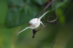 Vorschaubild Araneae, Thomisidae, Misumena vatia, Veraenderliche Krabbenspinne_2023_08_06--15-45-09.jpg 