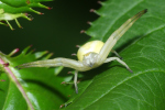 Vorschaubild Araneae, Thomisidae, Misumena vatia, Veraenderliche Krabbenspinne_2023_08_27--14-43-43.jpg 