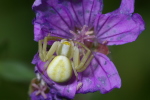 Vorschaubild Araneae, Thomisidae, Misumena vatia_2006_05_30--11-33-03.jpg 