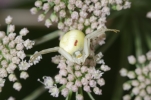 Vorschaubild Araneae, Thomisidae, Misumena vatia_2014_07_04--10-03-38.jpg 