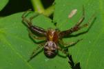 Vorschaubild Araneae, Thomisidae, Xysticus erraticus_2011_05_09--11-45-36.jpg 