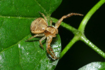 Vorschaubild Araneae, Thomisidae, Xysticus_2023_09_16--09-29-53.jpg 