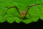 Vorschaubild Araneae, Thomisidae,_2010_06_04--13-29-15.jpg 