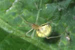 Vorschaubild Araneae,Theridiidae, Enoplognatha ovata_2006_07_12--07-27-05.jpg 