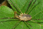 Vorschaubild Opiliones, Phalangiidae, Phalangium opilio, Maennchen_2023_09_14--09-38-35.jpg 