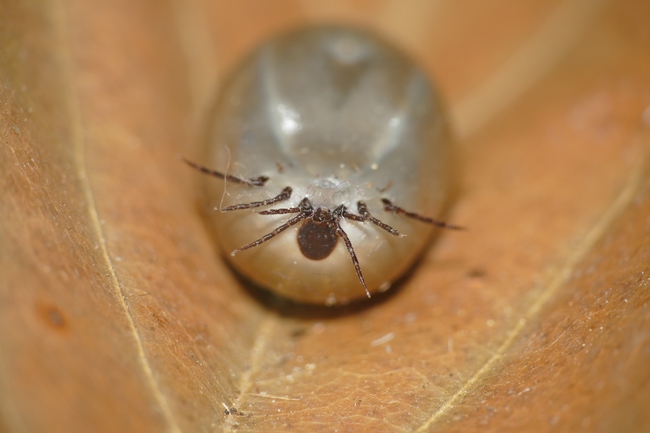 ../previews/002-Acari, Ixodidae, Ixodes ricinus, vollgesogene Zecke_2017_07_22--19-04-29.jpeg.medium.jpeg