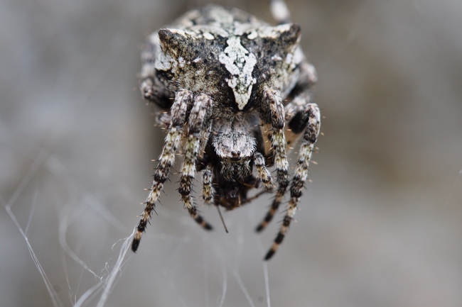 ../previews/011-Araneae, Araneidae, Araneus angulatus_2016_06_08--11-19-42.jpeg.medium.jpeg