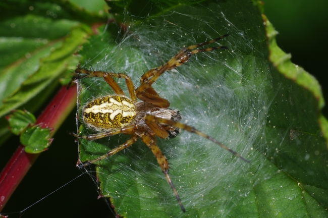 ../previews/012-Araneae, Araneidae, Araneus ceropegia, Eichblatt-Radspinne_2011_05_09--12-33-30.jpeg.medium.jpeg