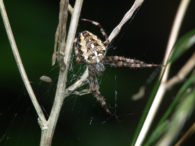 ../previews/018-Araneae, Araneidae, Araneus diadematus_2010_08_29--13-21-57.jpeg.medium.jpeg