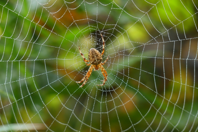 ../previews/020-Araneae, Araneidae, Araneus diadematus, Gartenkreuzspinne_2020_10_25--11-30-32.jpeg.medium.jpeg